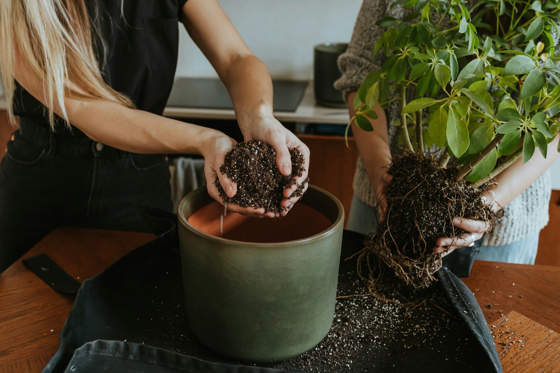 Warum sollte man Blumen Umtopfen