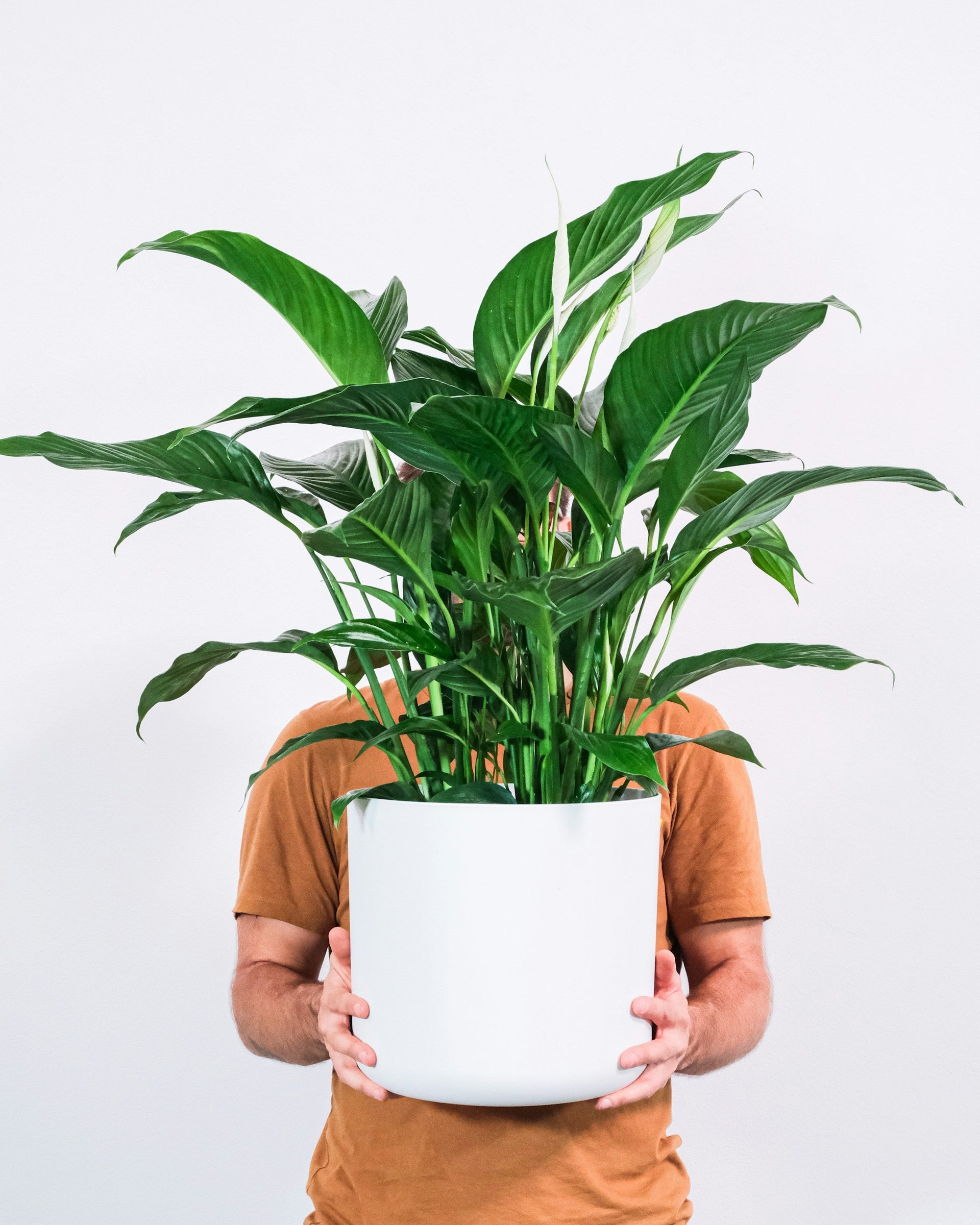 Pflanzen 2025: Die wichtigsten Trends für Haus und Garten
