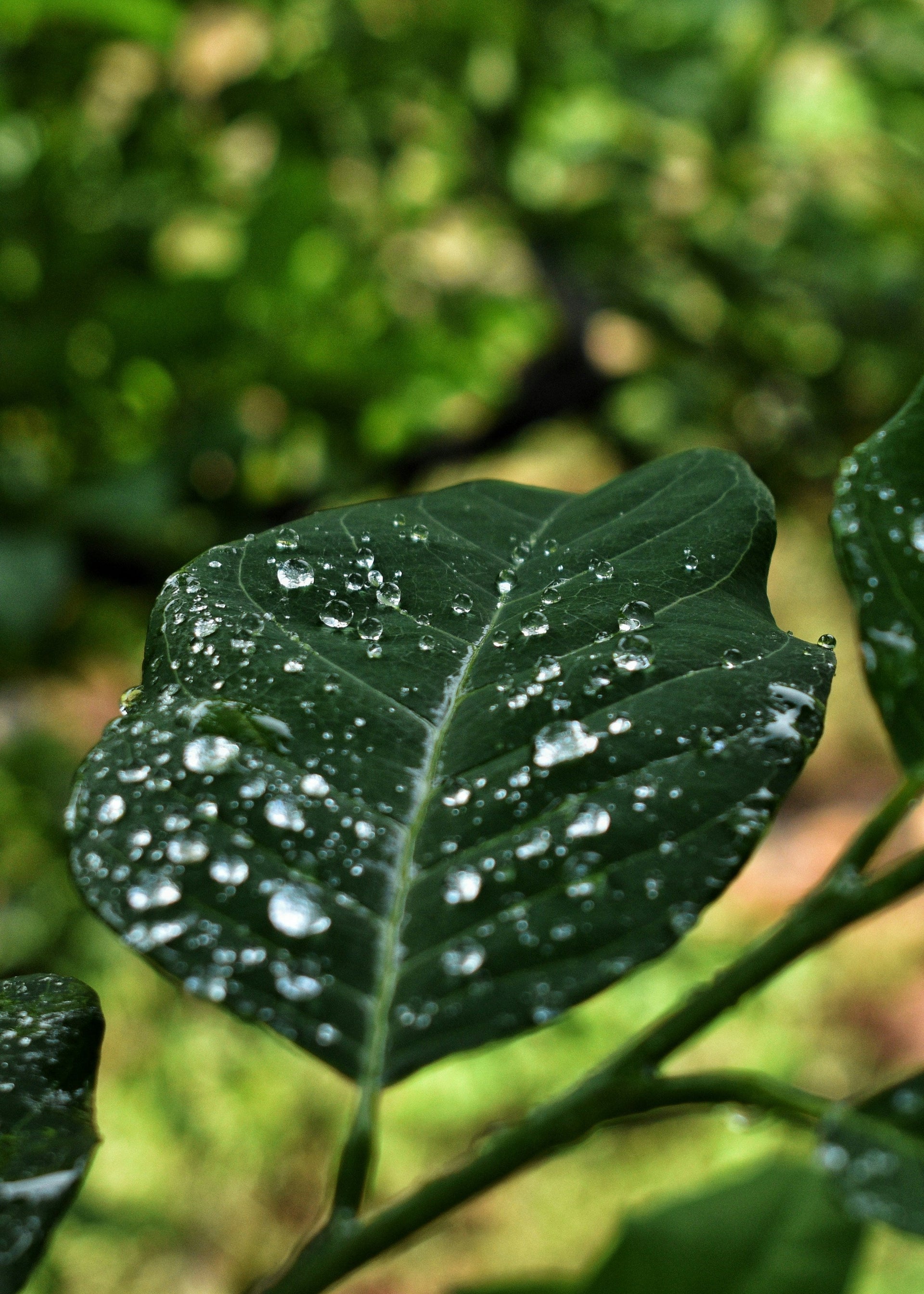 Outdoorpflanzen & Wetter: Hitze, Kälte, Regen und Wind richtig managen
