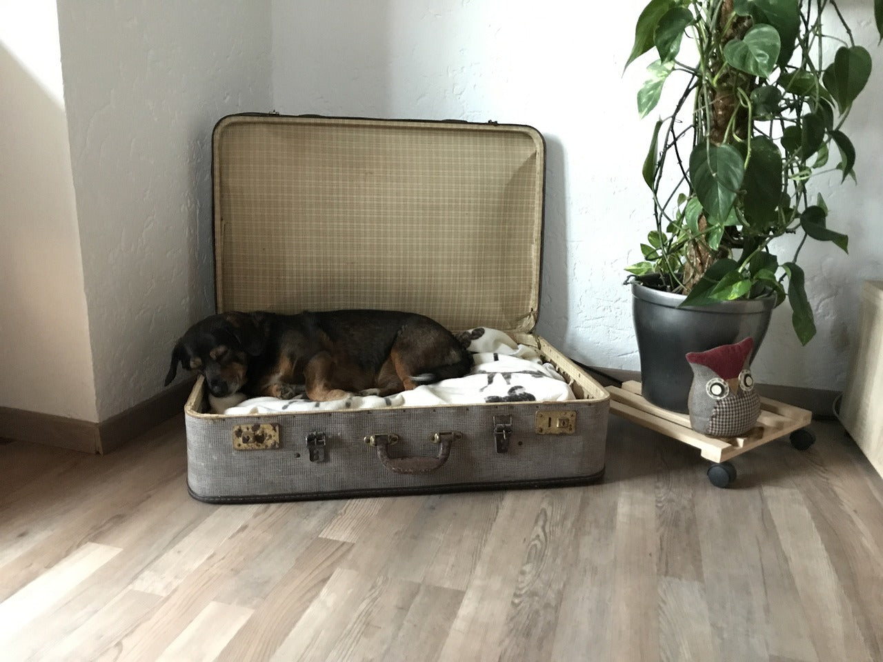 Tierfreundliche Geschenke