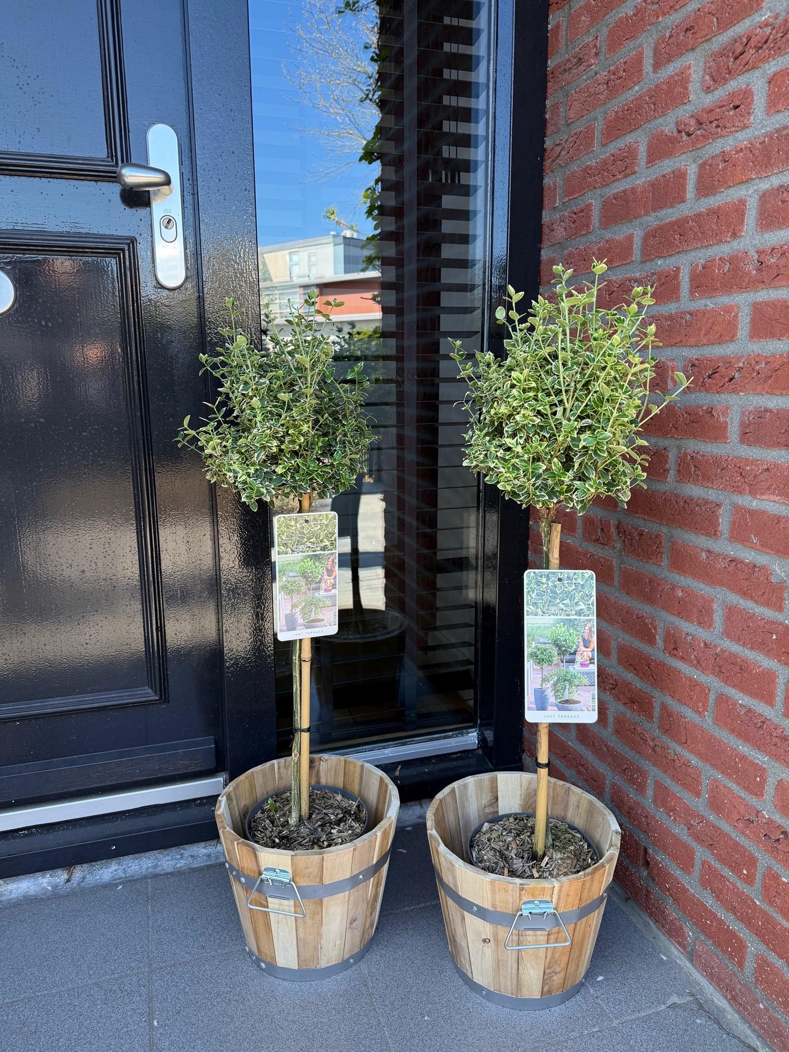 Greenboutiq - Stamm-Pflanze - Euonymus Fortunei Emerald Gaiety -Terrassenpflanze - Immergrün - Winterhart - Grün-Graues Blatt - Topf 19Cm Höhe 90Cm