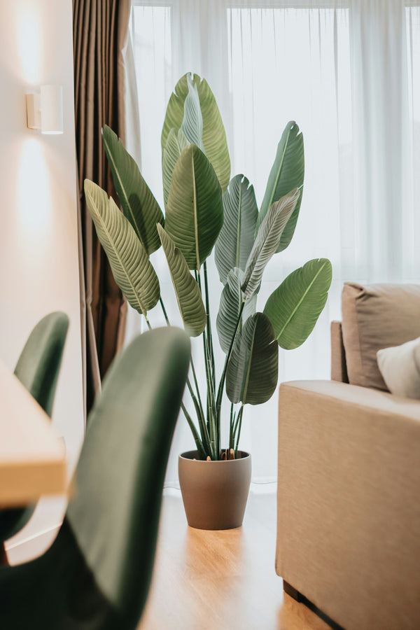 Wohnzimmerpflanzen: beste Arten, Lichtzonen, Pflege, Fehlerdiagnose