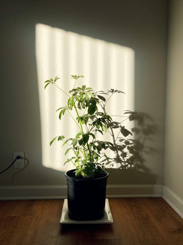 Licht für Zimmerpflanzen – Einstufung, Messung, Praxis