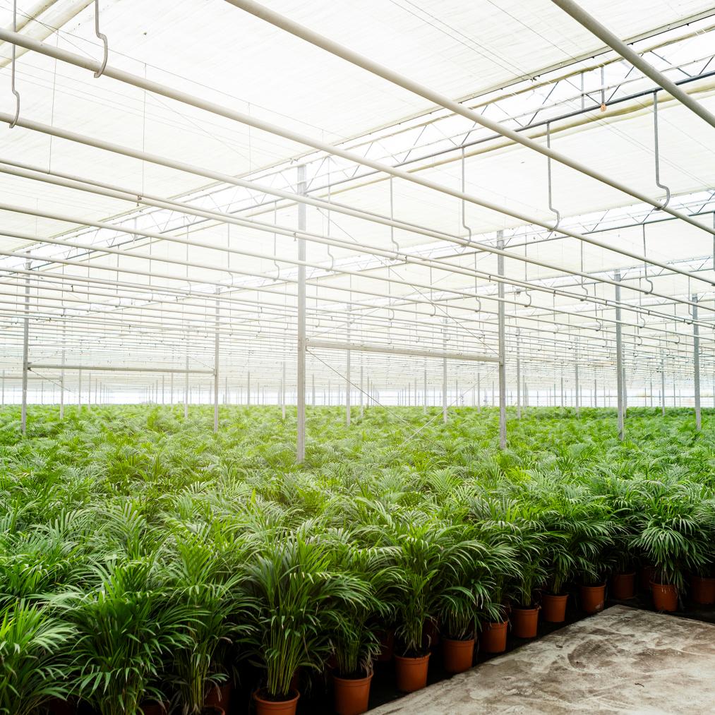 Areca-Palme (Goldfruchtpalme) – Ø21 cm – ca. 130 cm