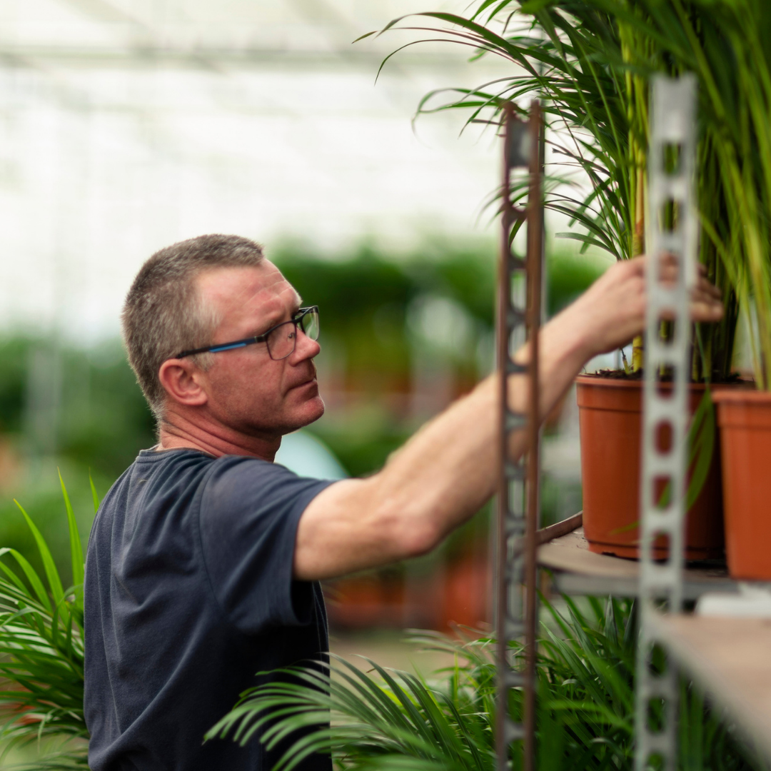 Areca-Palme (Goldfruchtpalme) – Ø21 cm – ca. 130 cm