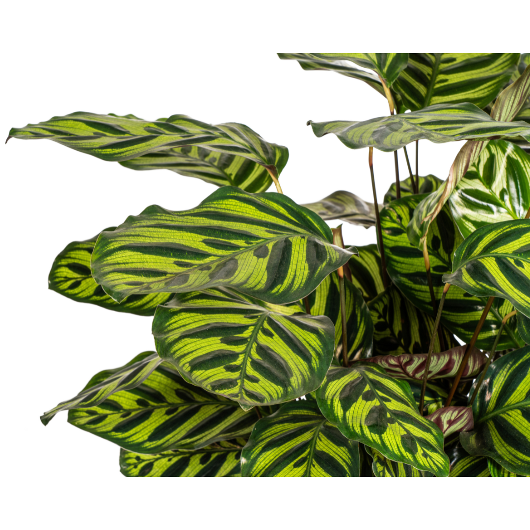 Calathea makoyana (Pfauen-Korbmarante) Ø27 cm – ca. 60–80 cm