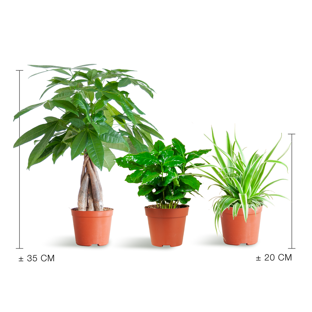 Tierfreundliche Plant Box - klein - ohne Dekotopf - Ø12