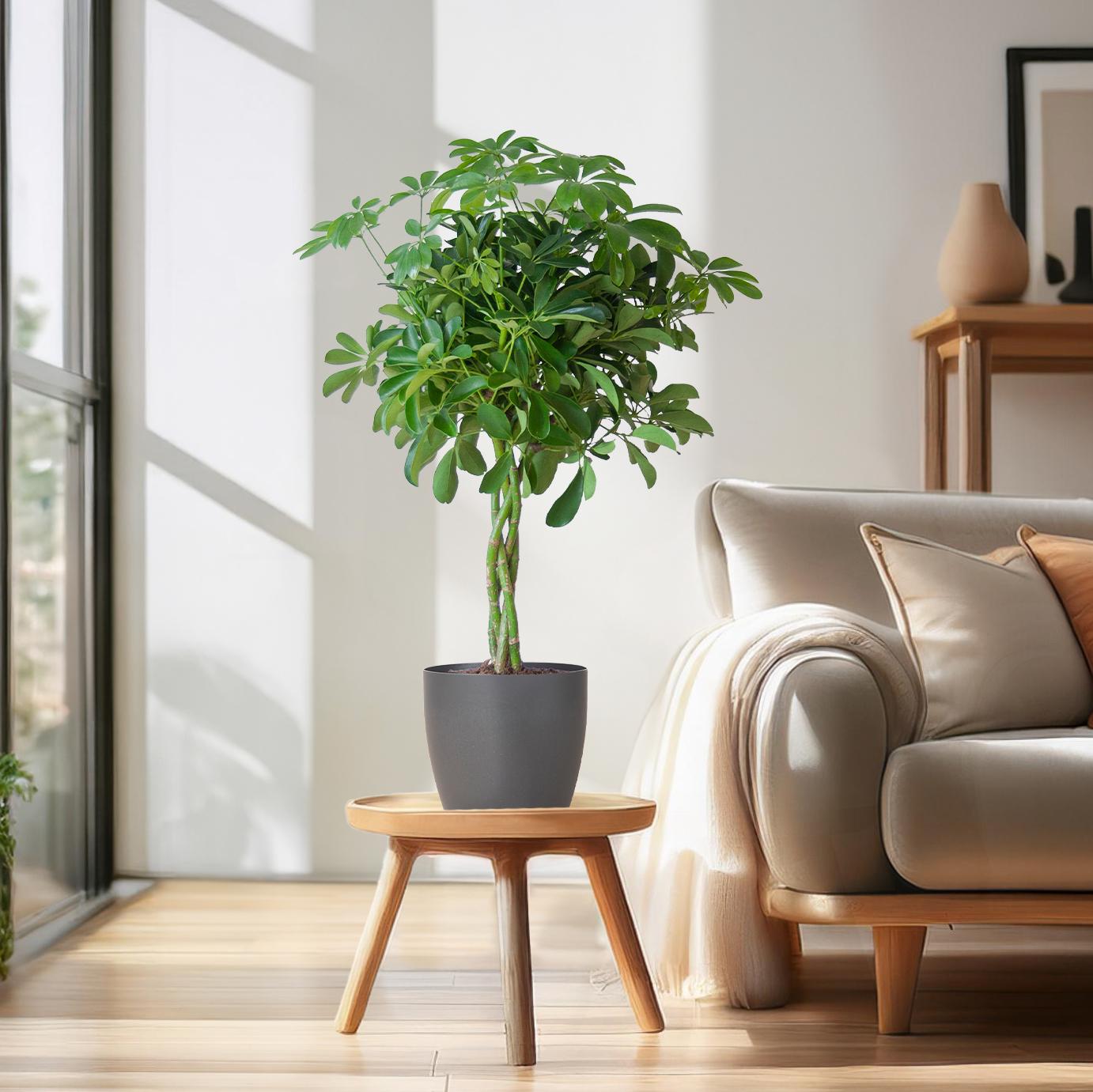 Schefflera arboricola Nora (Strahlenaralie) mit Potter-Topf Grau