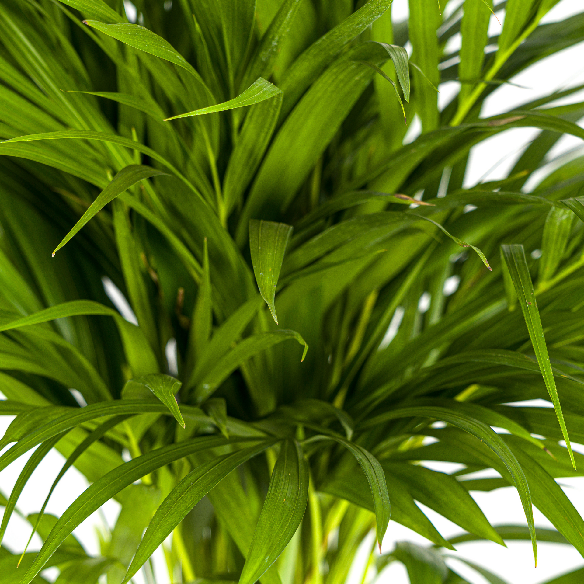 Areca-Palme (Dypsis lutescens) Ø19 cm – ca. 80–100 cm