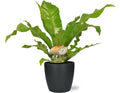 Asplenium Nidus - Ø17cm - ↕60cm + Pot Brussels D18x17cm - Anthrazit