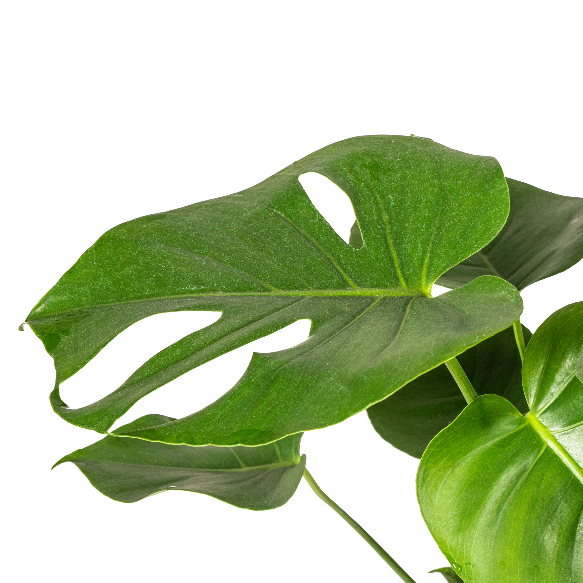 Monstera deliciosa Tauerii (Fensterblatt) Ø19 cm – ca. 70–90 cm