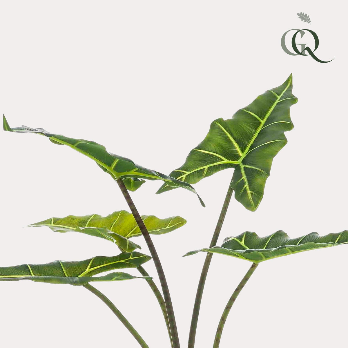 Kunstpflanze - Alocasia Frydek