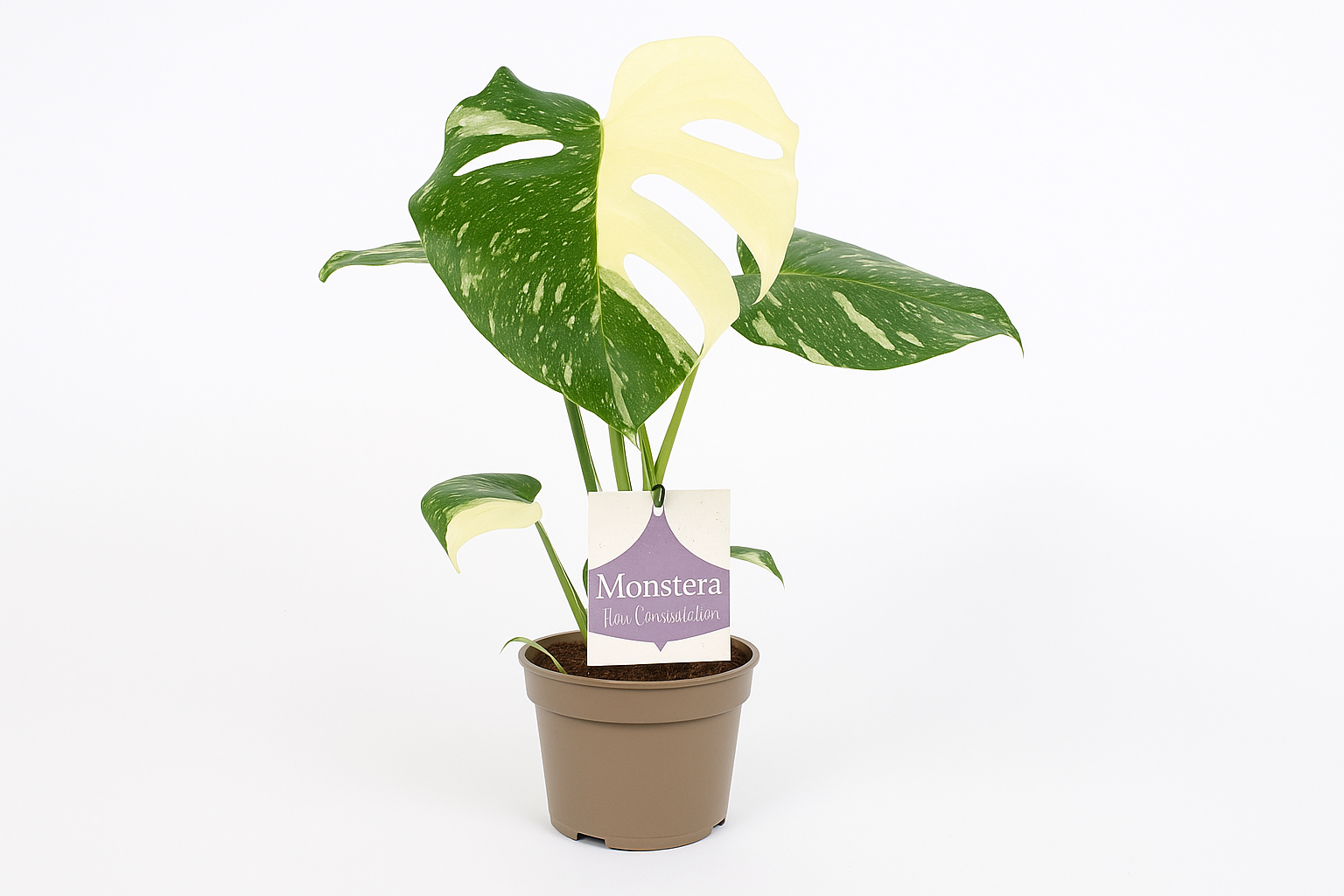 Monstera Thai Constellation (panaschiertes Fensterblatt) Ø12 cm – ca. 30 cm