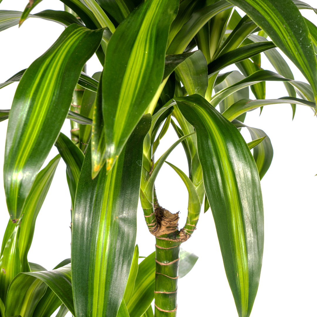 Dracaena deremensis Hawaiian Sunshine (Drachenbaum) Ø27 cm – ca. 170–190 cm