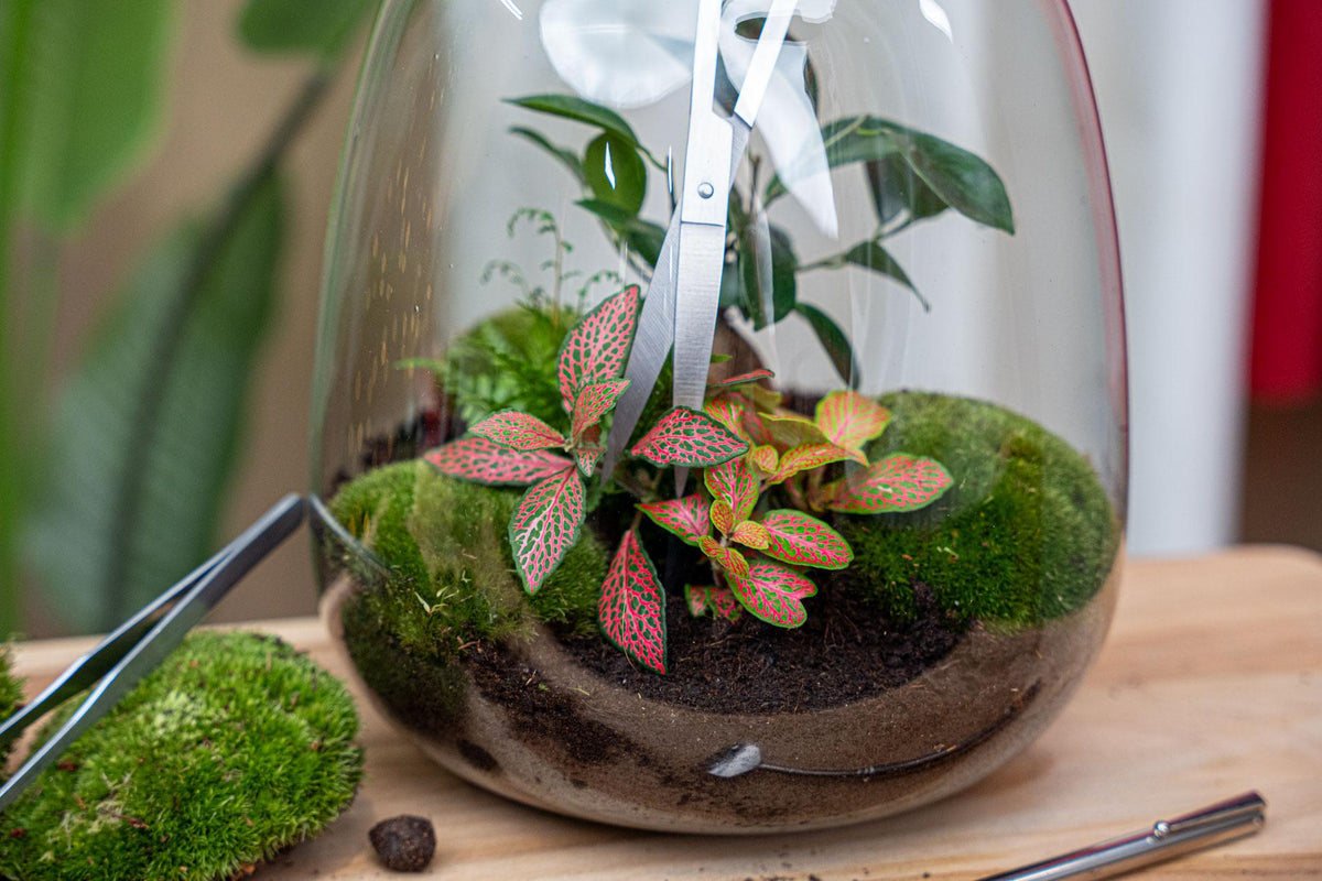 Lange terrarium-schaar - Roestvast staal - ↑ 25 cm