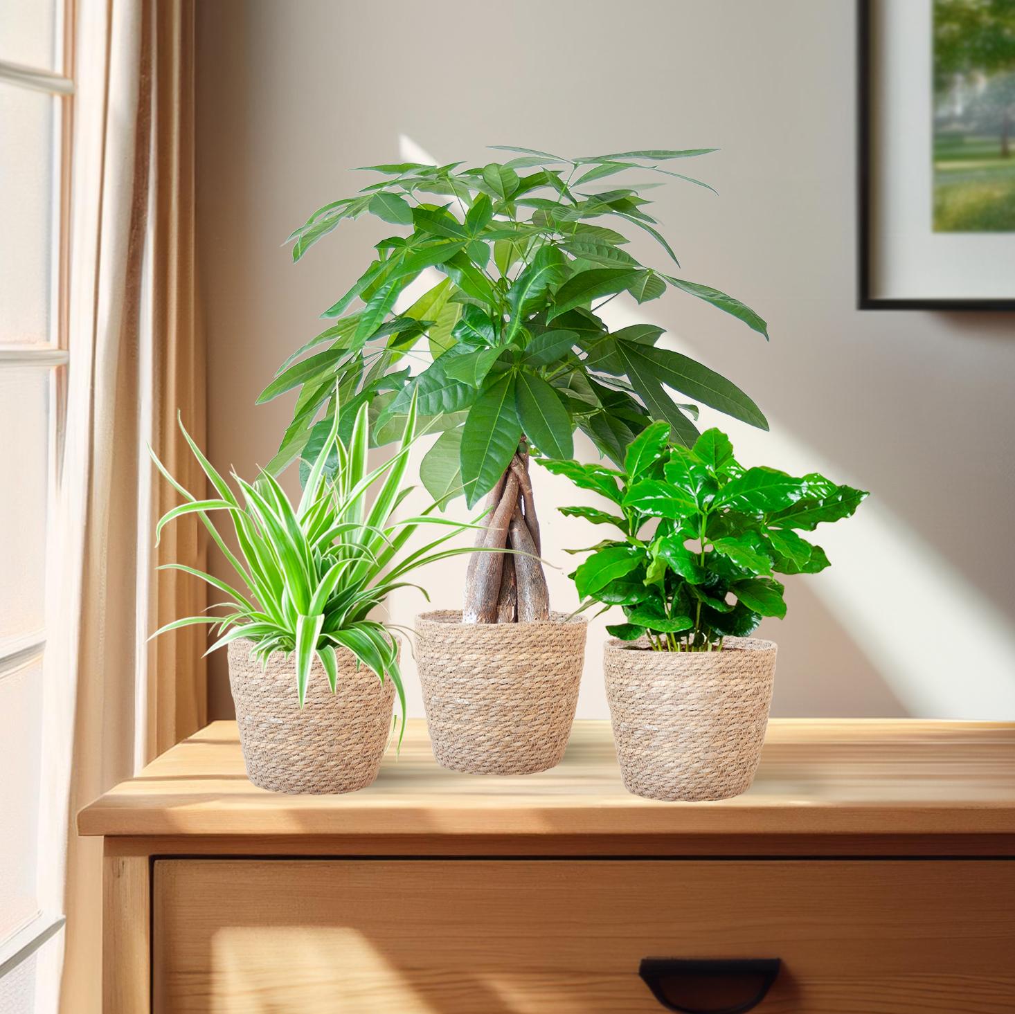 Tierfreundlicher Pflanzenkasten - klein - mit Korb Sofia natur - Ø12