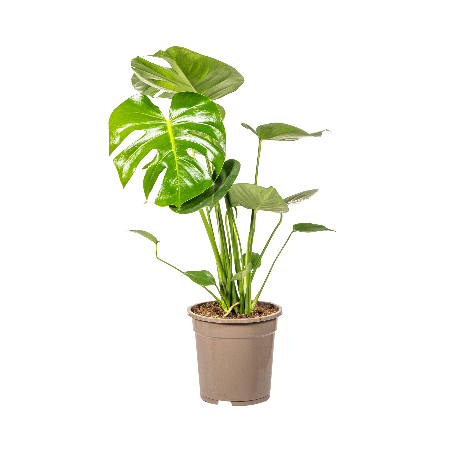 Monstera deliciosa Tauerii (Fensterblatt) Ø19 cm – ca. 70–90 cm