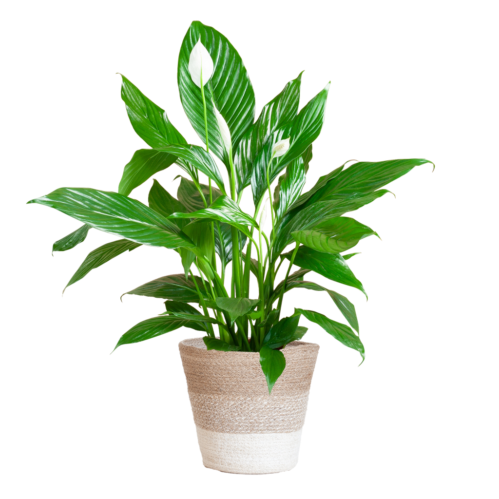 Spathiphyllum mit Korb Lissabon weiß - 80cm - Ø21