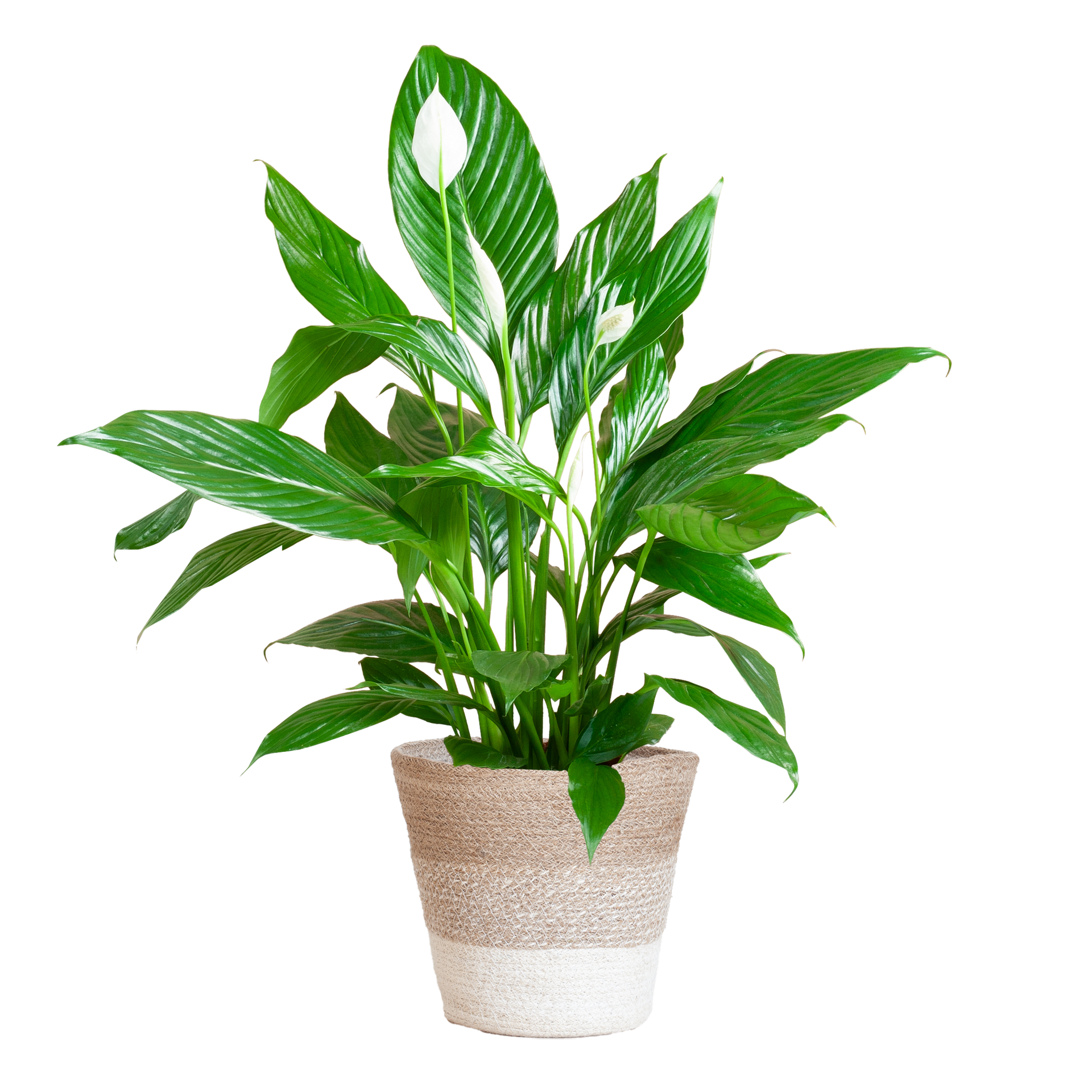 Spathiphyllum (Friedenslilie) mit Lissabon-Korb Weiß