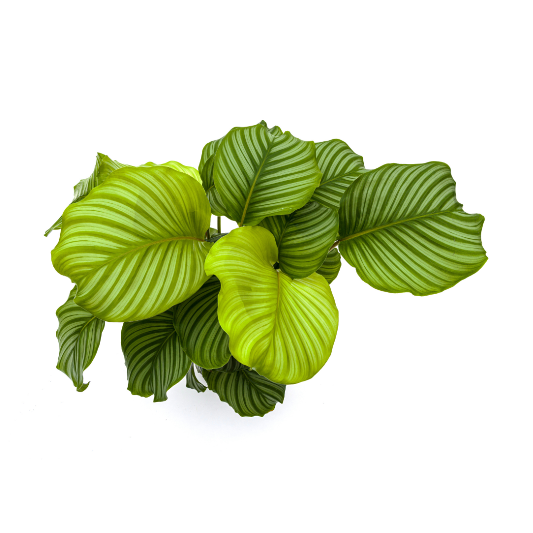 Calathea orbifolia (Korbmarante) Ø27 cm – ca. 70–90 cm