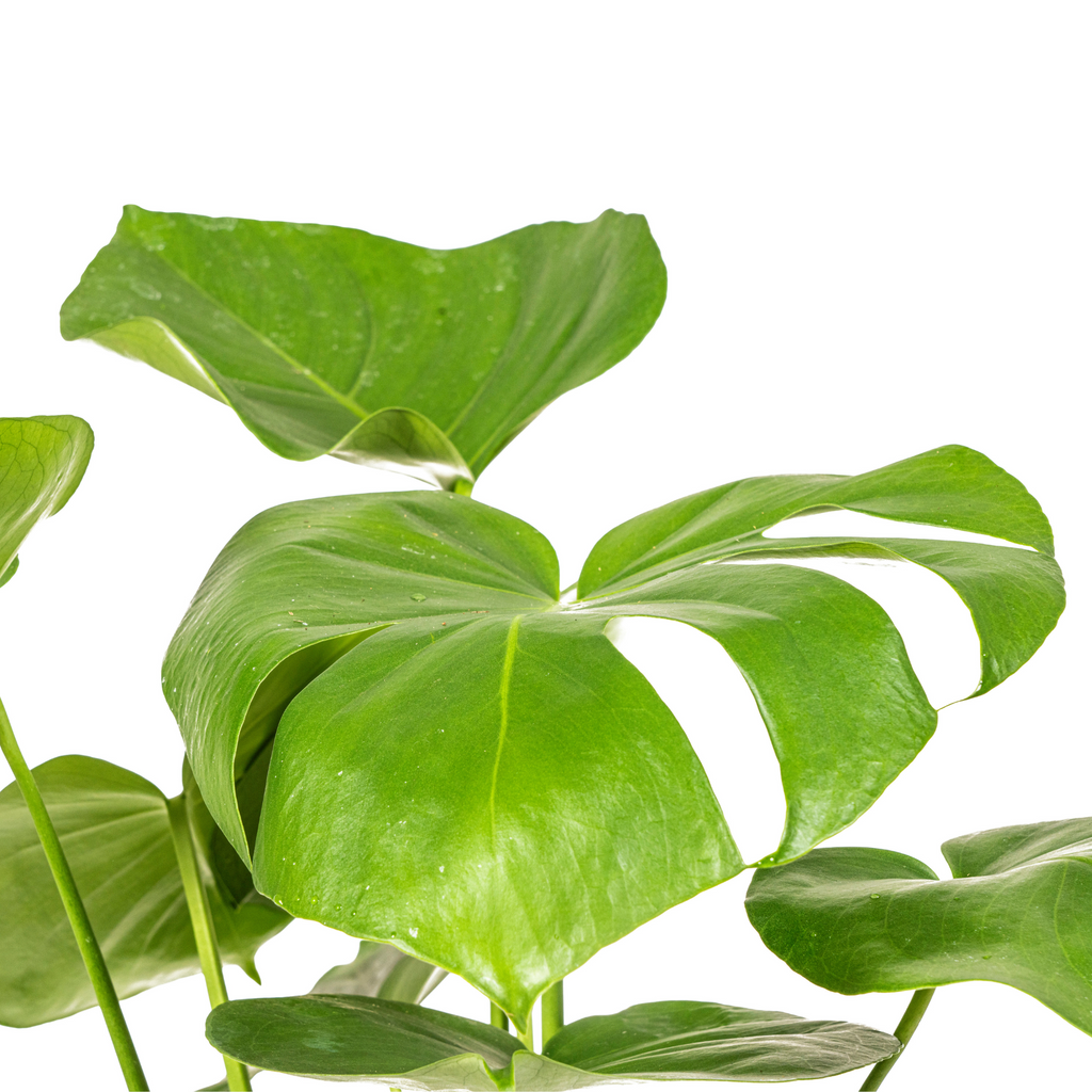 Monstera Deliciosa Tauerii Ø17cm - ↕50 - 70cm