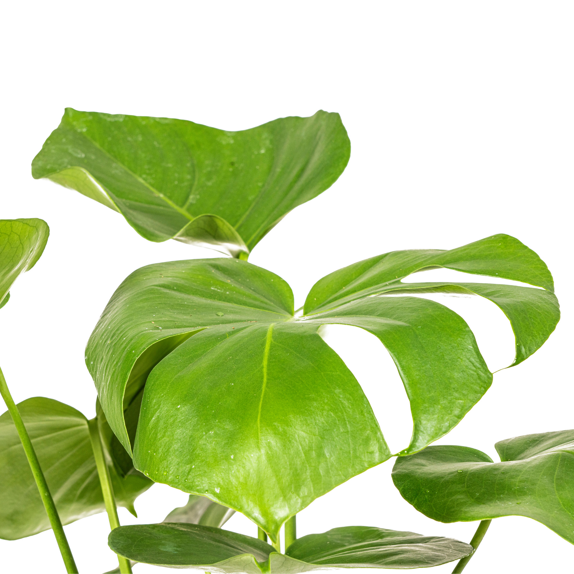 Monstera deliciosa Tauerii (Fensterblatt) Ø17 cm – ca. 50–70 cm