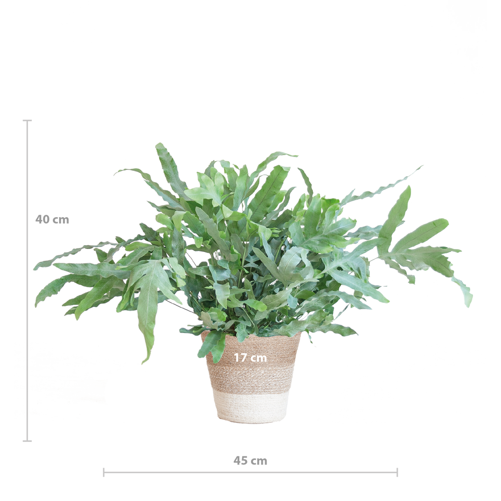 Phlebodium Aureum 'Blue Star' mit Korb Lissabon weiß - 40cm - Ø17