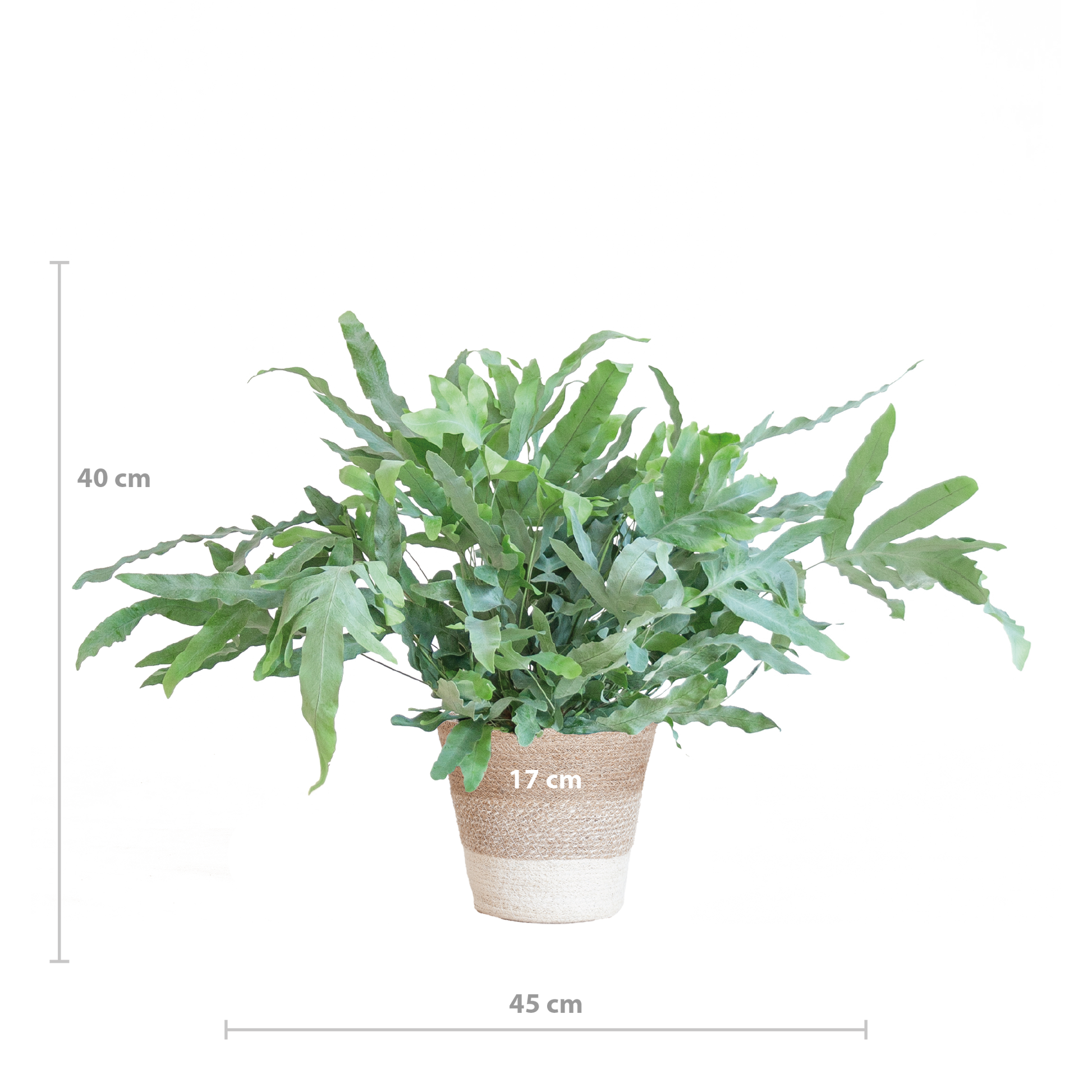 Phlebodium Aureum 'Blue Star' mit Korb Lissabon weiß - 40cm - Ø17