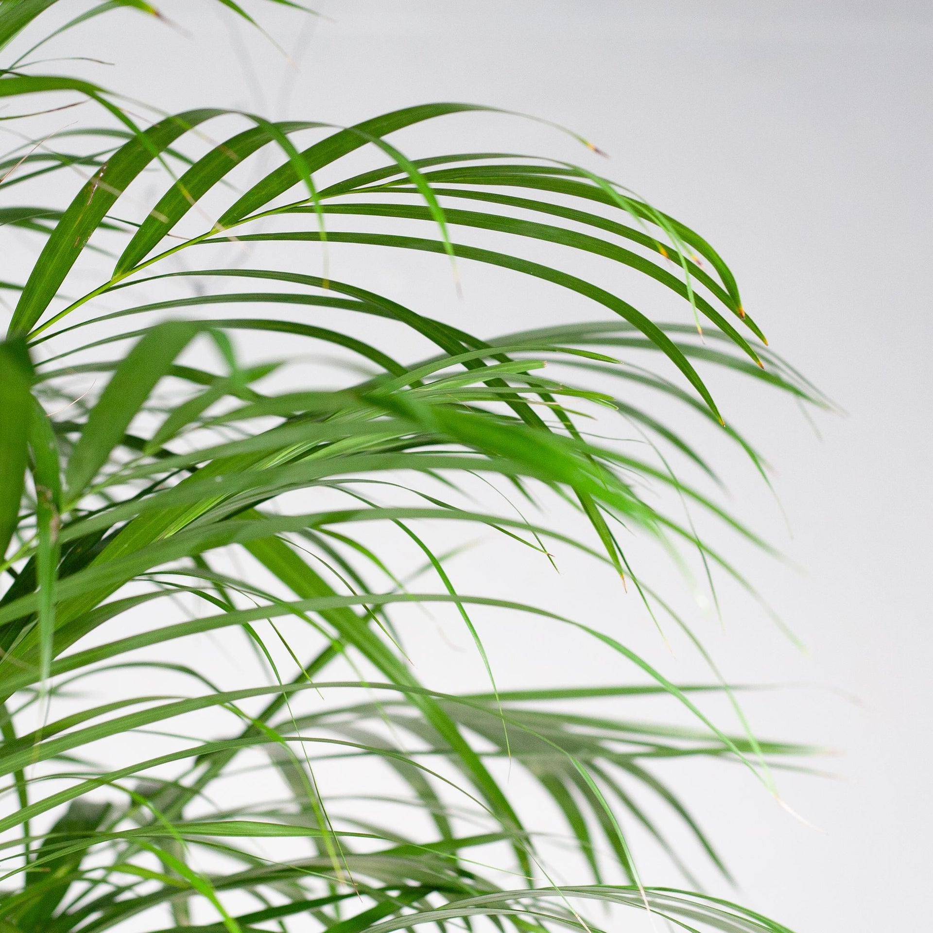 Areca-Palme (Goldfruchtpalme) XL mit Torun-Korb