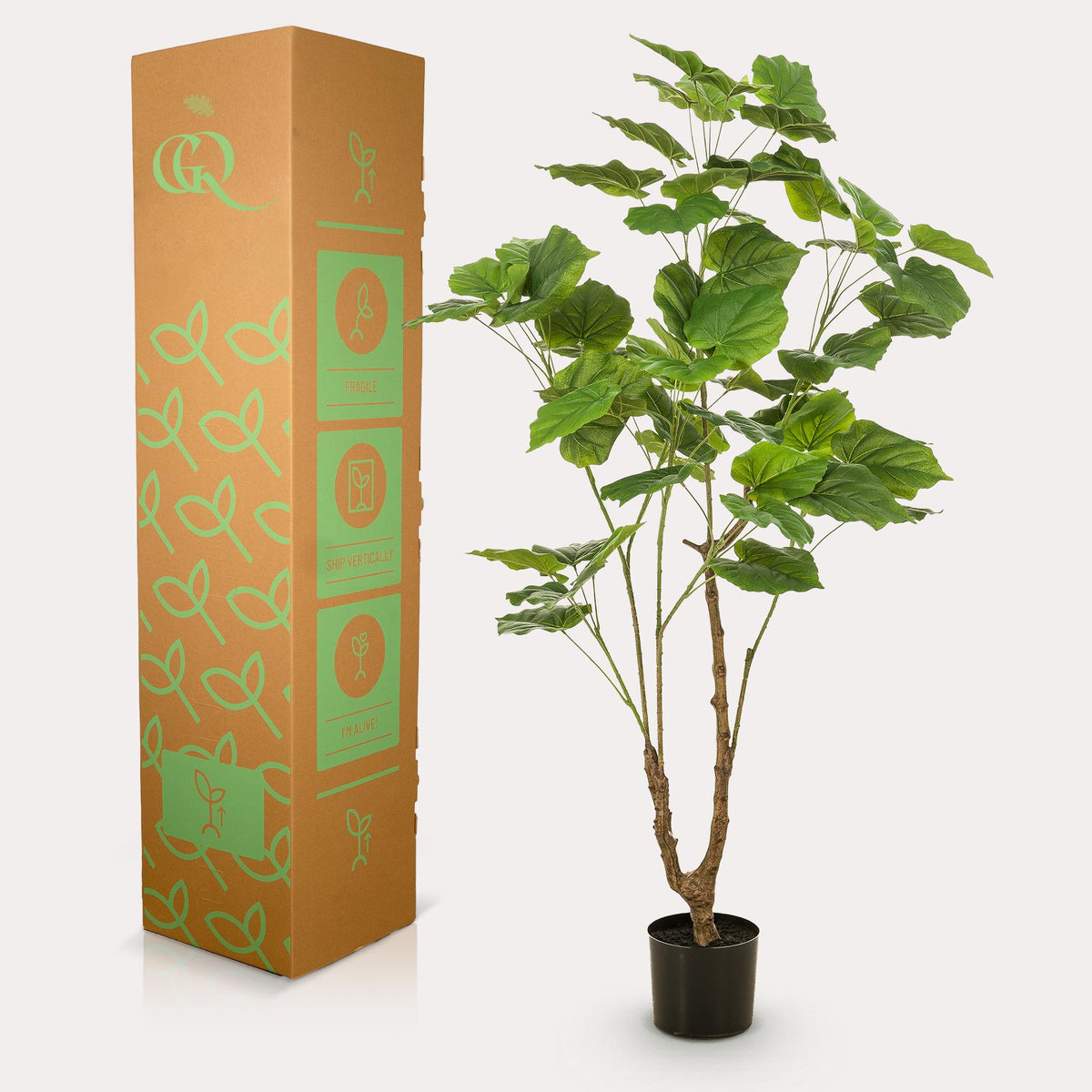Kunstplant - Ficus umbellate - Afrikaanse vijg