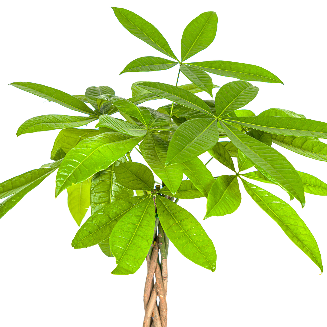 Pachira aquatica (Glückskastanie)
