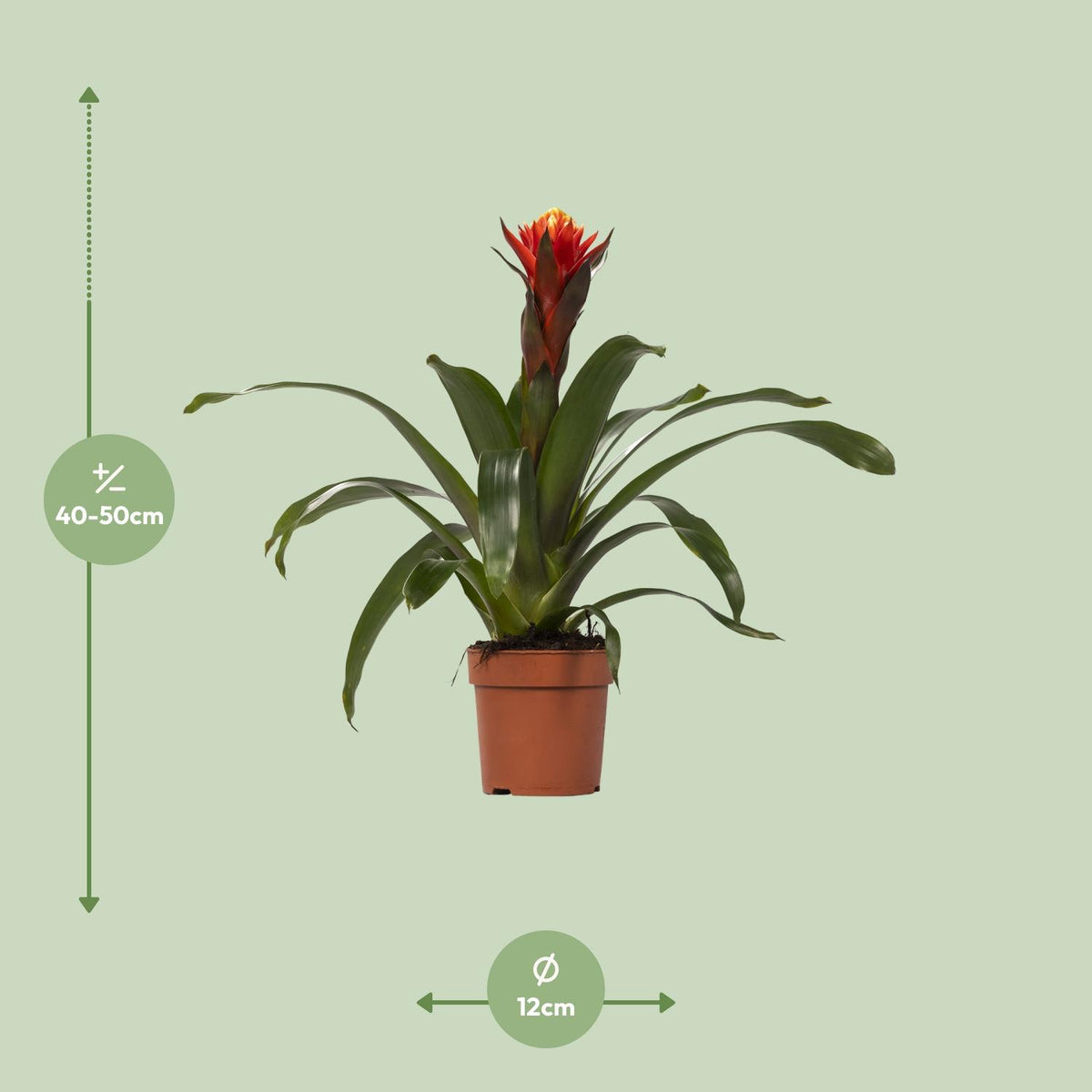 Guzmania Happiness (Bromelie)