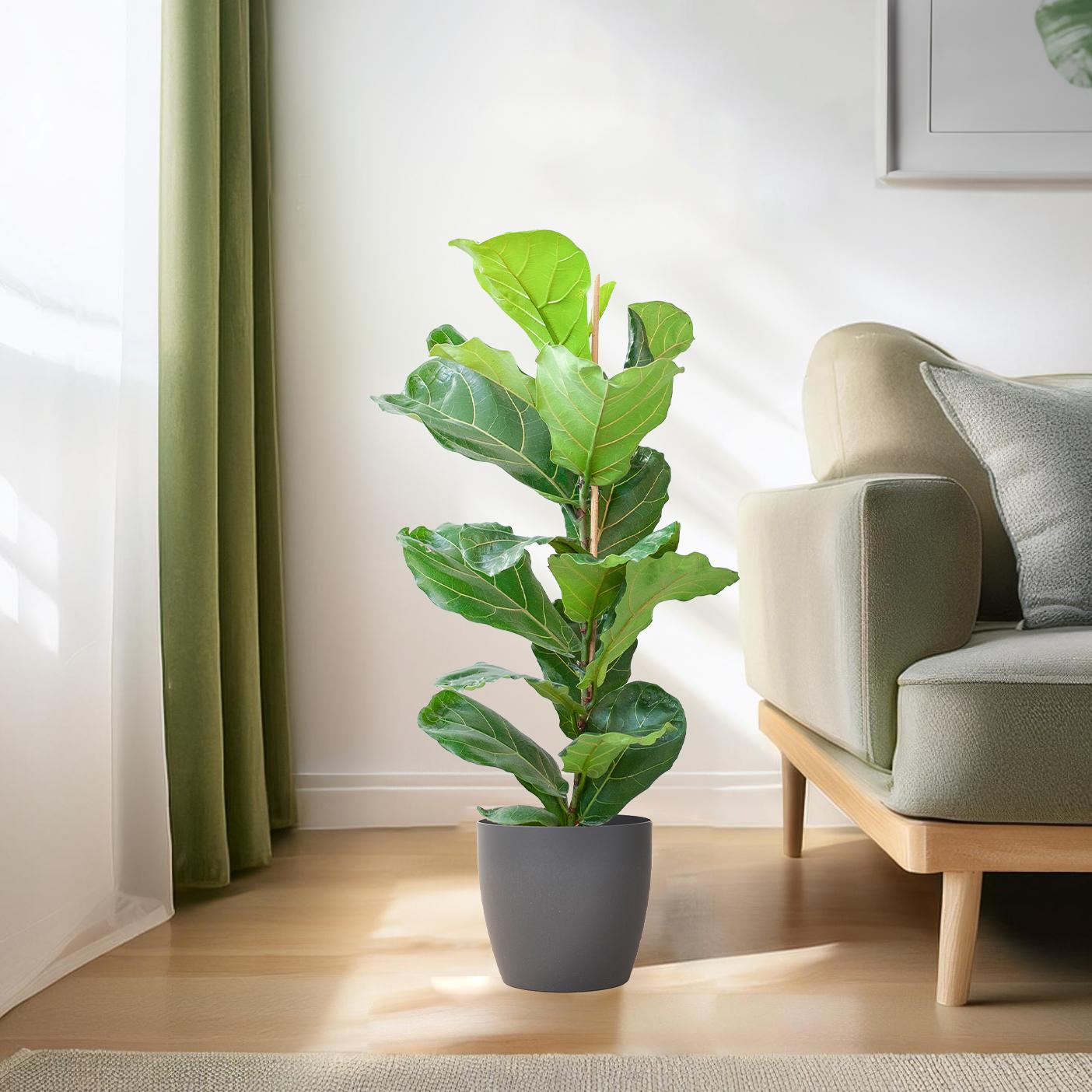 Ficus lyrata (Geigenfeige) mit Potter-Topf Grau
