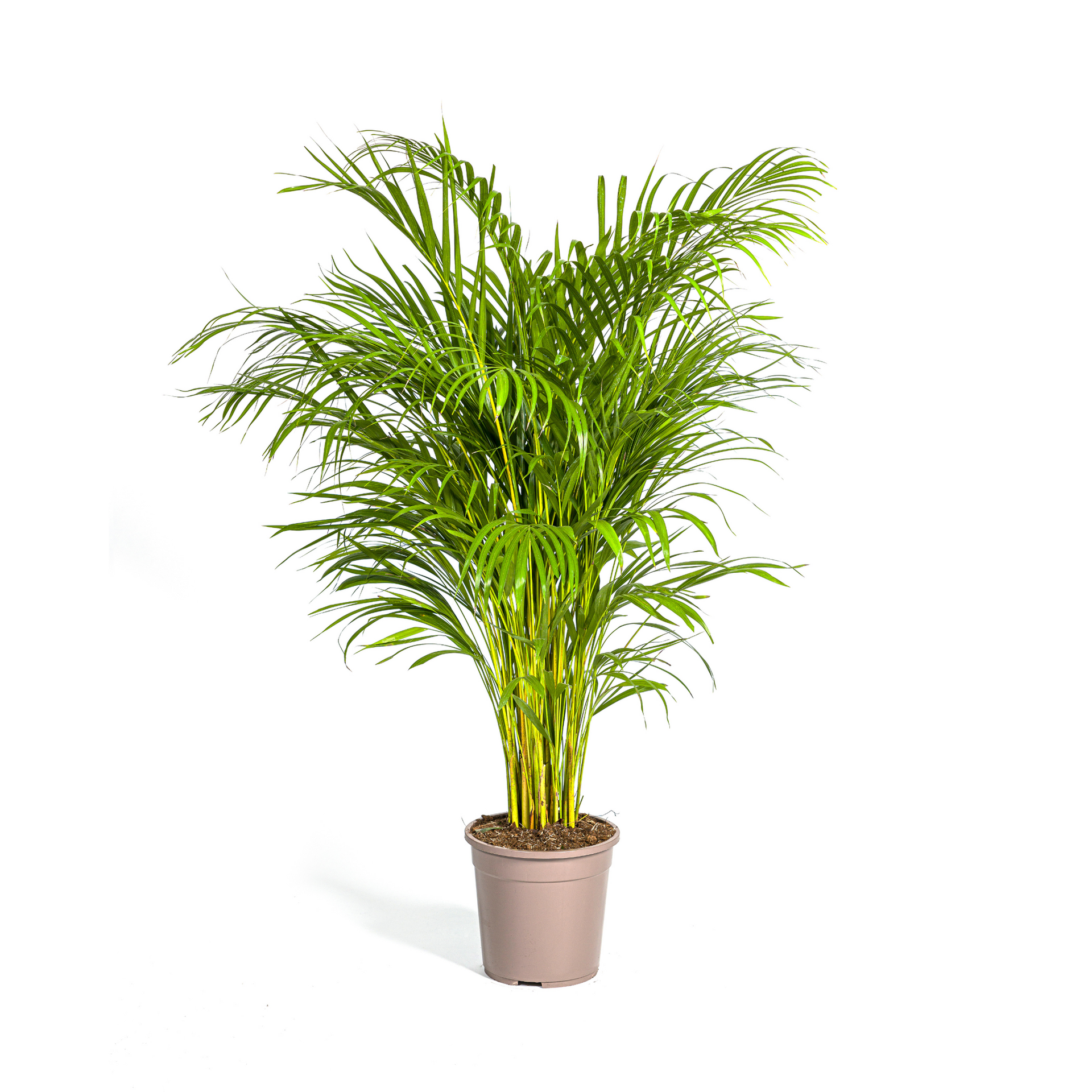 Areca-Palme (Dypsis lutescens) Ø24 cm – ca. 120–140 cm