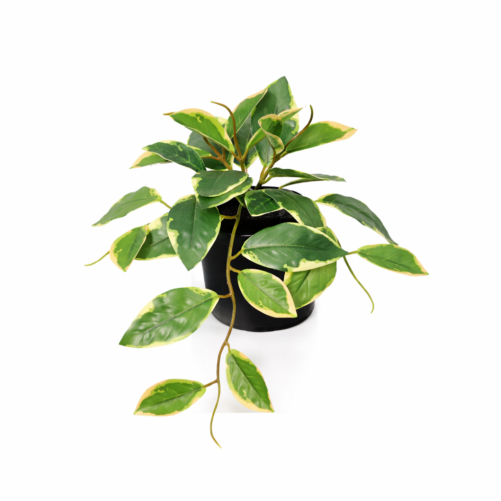 ARTIFICIAL Hoya Variegata