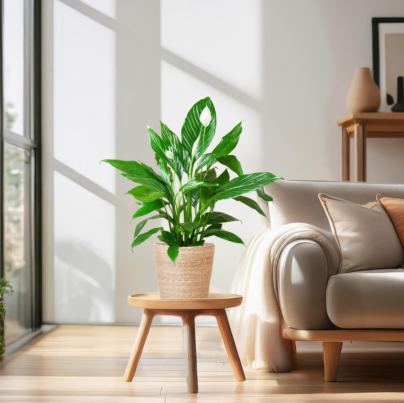 Spathiphyllum (Friedenslilie) mit Seegras-Korb Natur