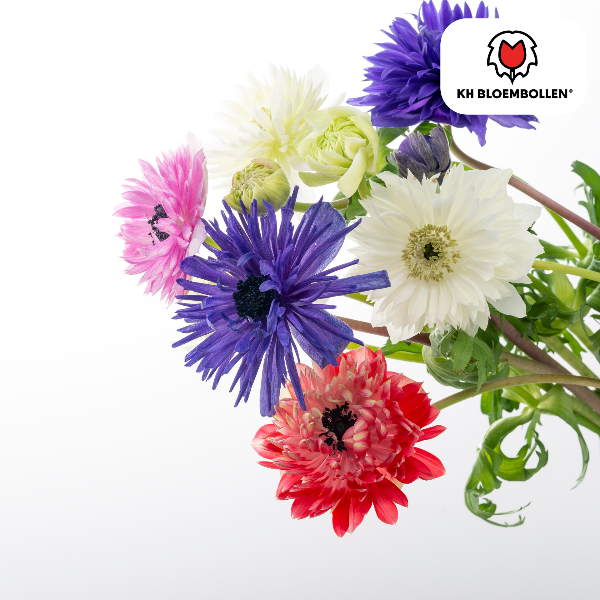Gefüllte Anemonen – 30 Blumenzwiebeln – Farbmix