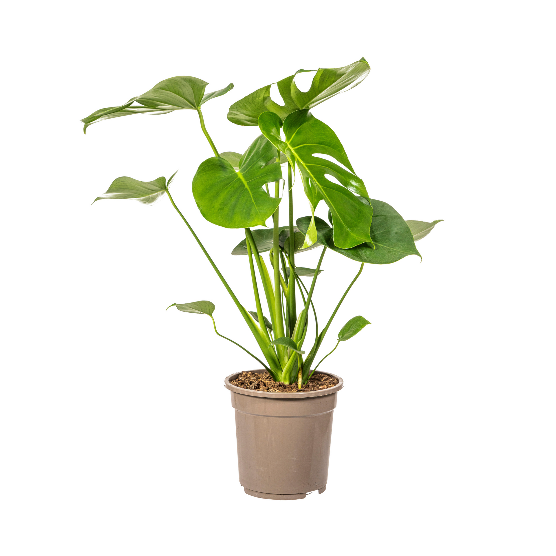 Monstera deliciosa Tauerii (Fensterblatt) Ø19 cm – ca. 70–90 cm