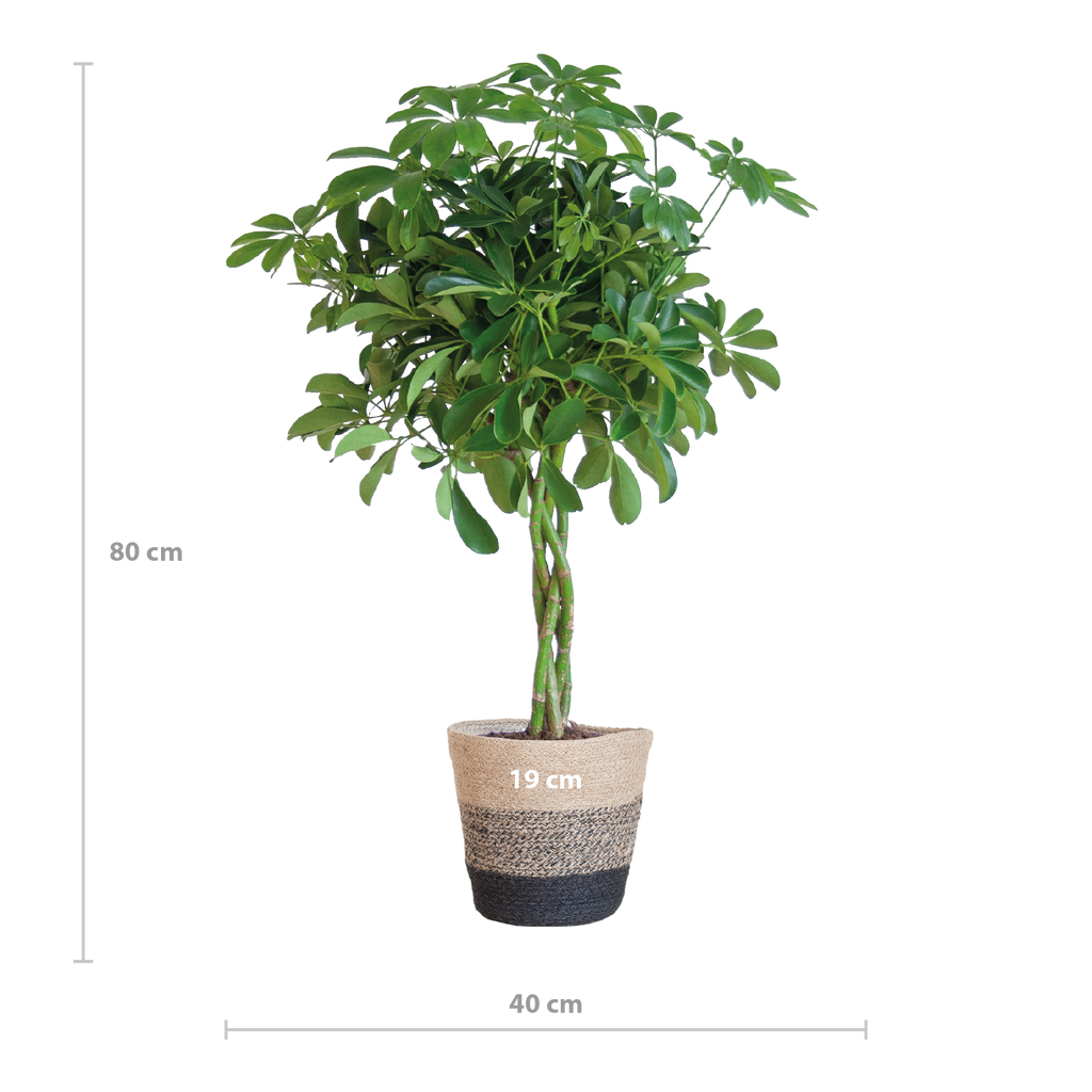 Schefflera Arab Nora mit Korb Lissabon Schwarz - 70cm - Ø21