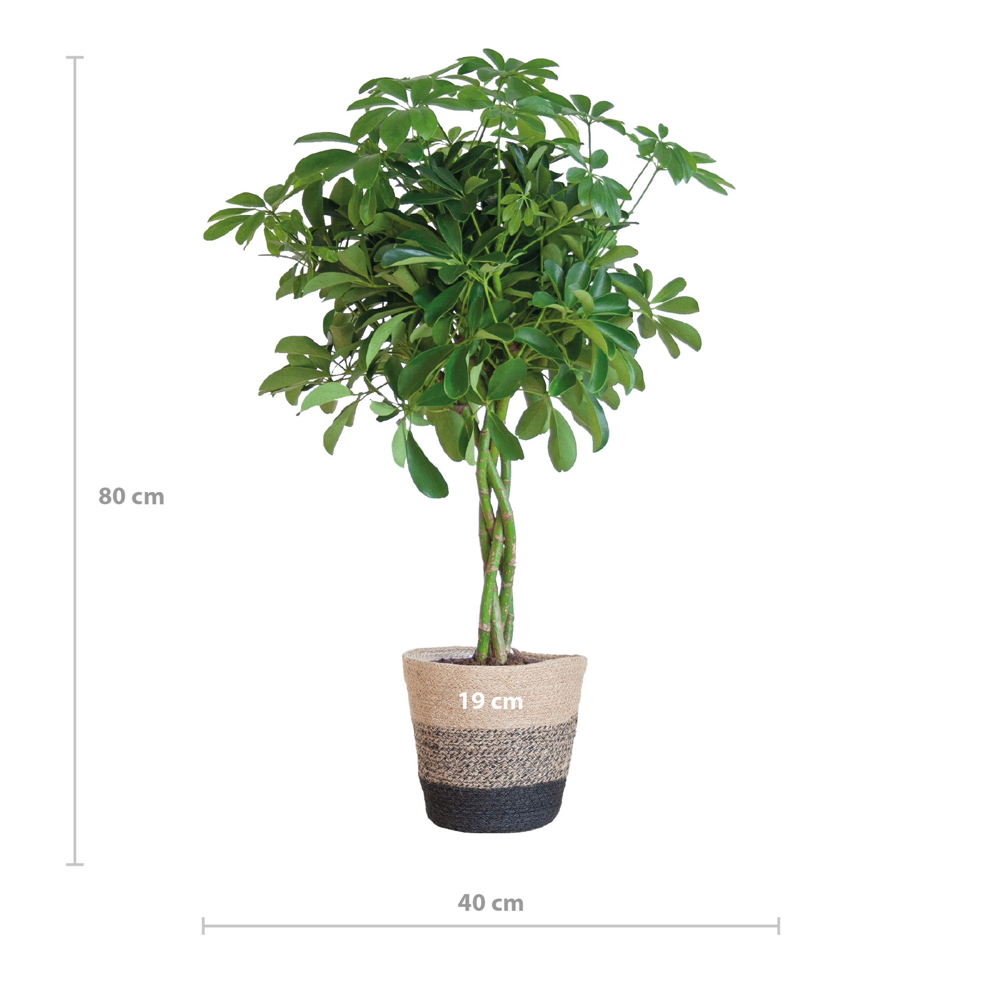 Schefflera arboricola Nora (Strahlenaralie) mit Lissabon-Korb Schwarz