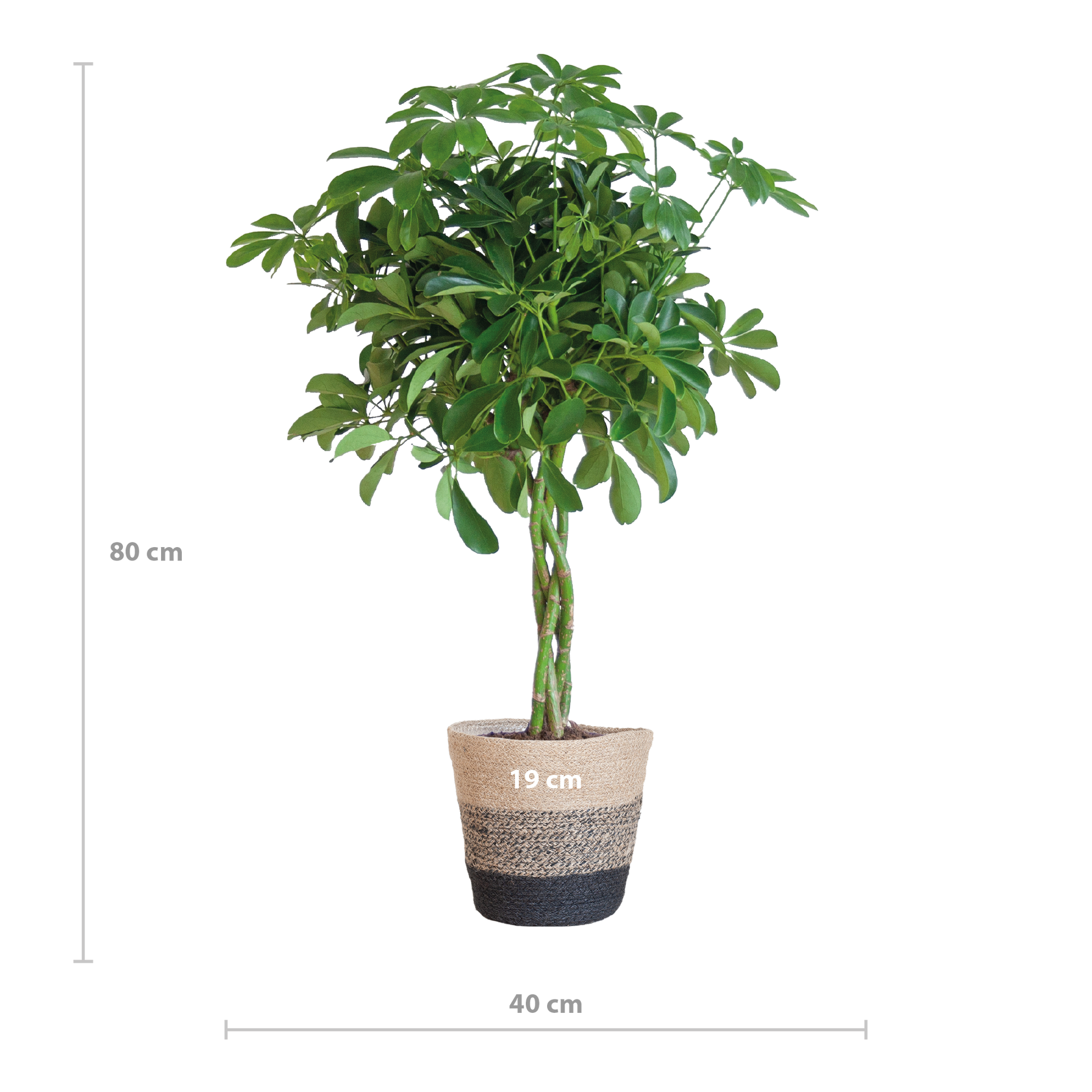 Schefflera Arab Nora mit Korb Lissabon Schwarz - 70cm - Ø21