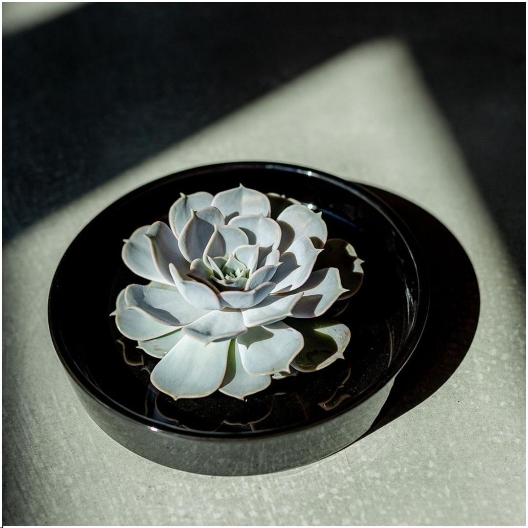 ROOTLESS Echeveria lilacina – Sukkulente in schwarzer Schale – Ø20 cm – ca. 5 cm
