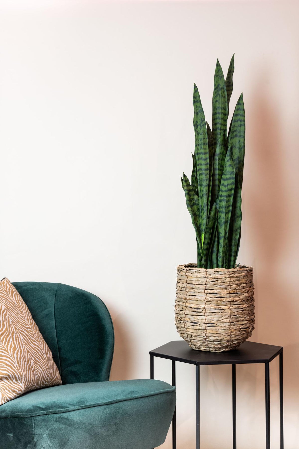 Kunstpflanze - Sansevieria Black Coral - Bogenhanf