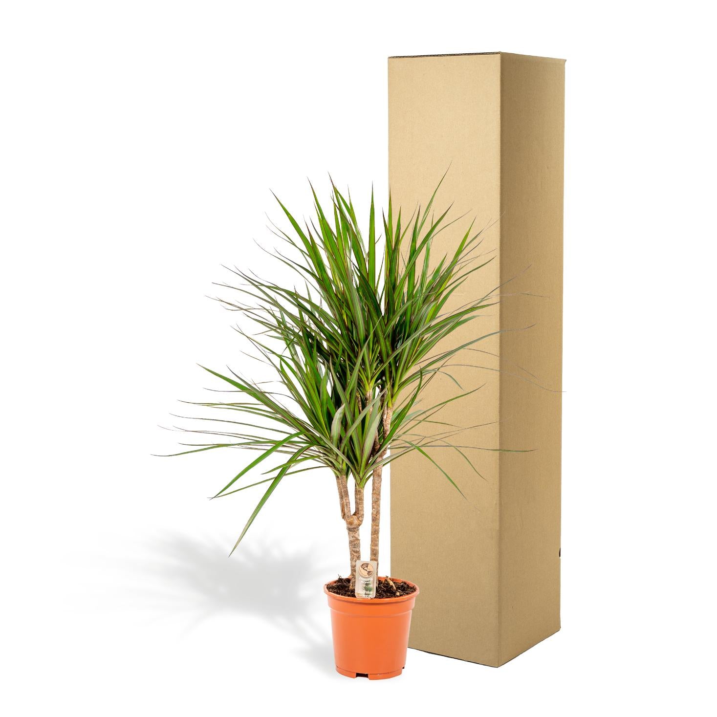 Dracaena marginata (Drachenbaum) – Ø17 cm – ca. 90 cm