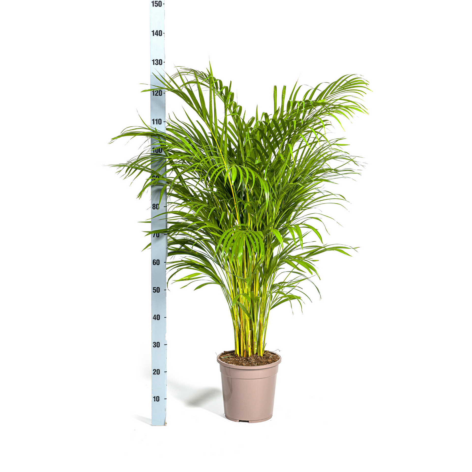 Areca-Palme (Dypsis lutescens) Ø24 cm – ca. 120–140 cm