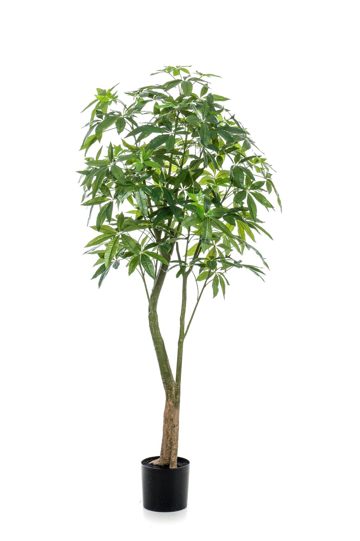 Kunstpflanze - Pachira Aquatica - Glückskastanie