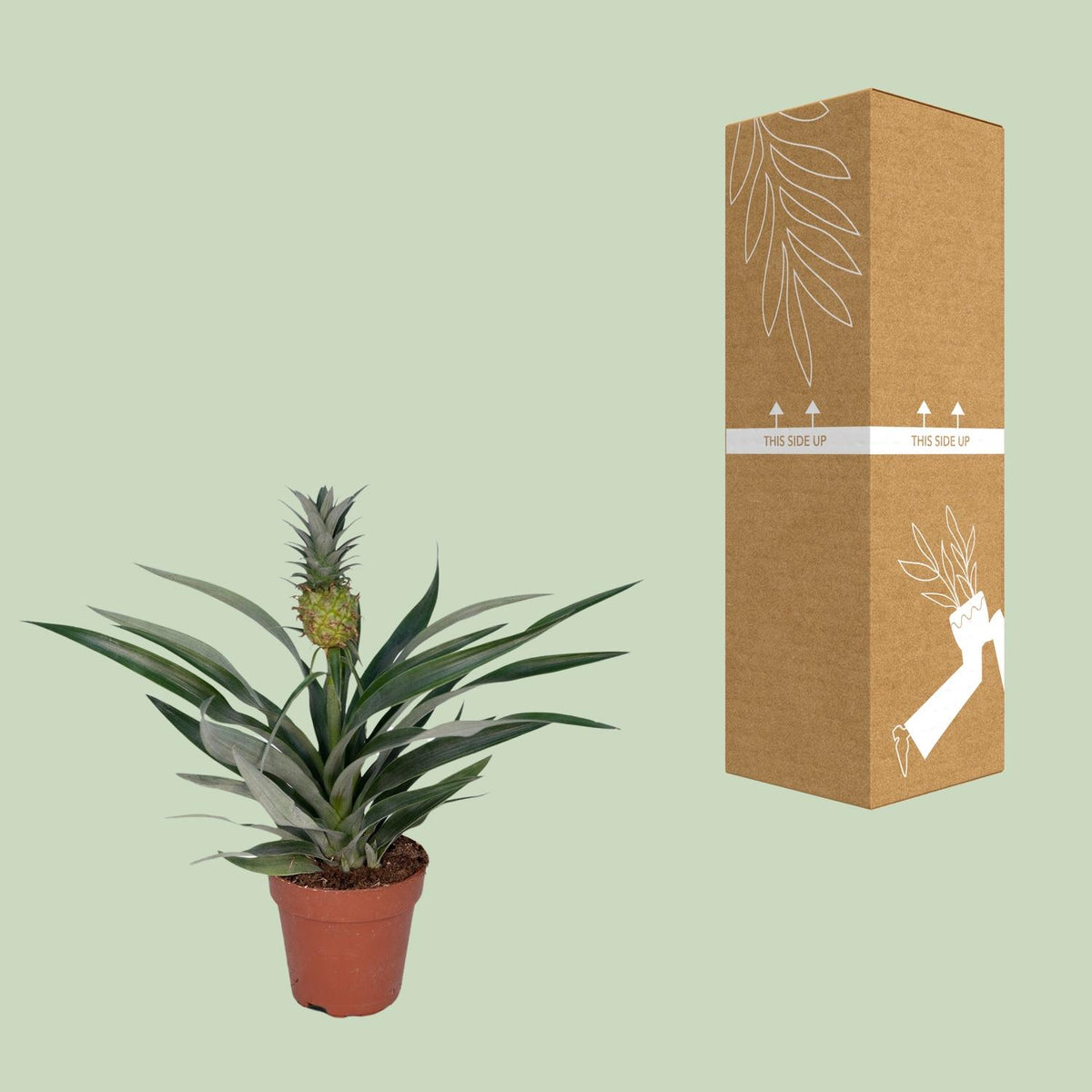 Zierananas (Bromelie)