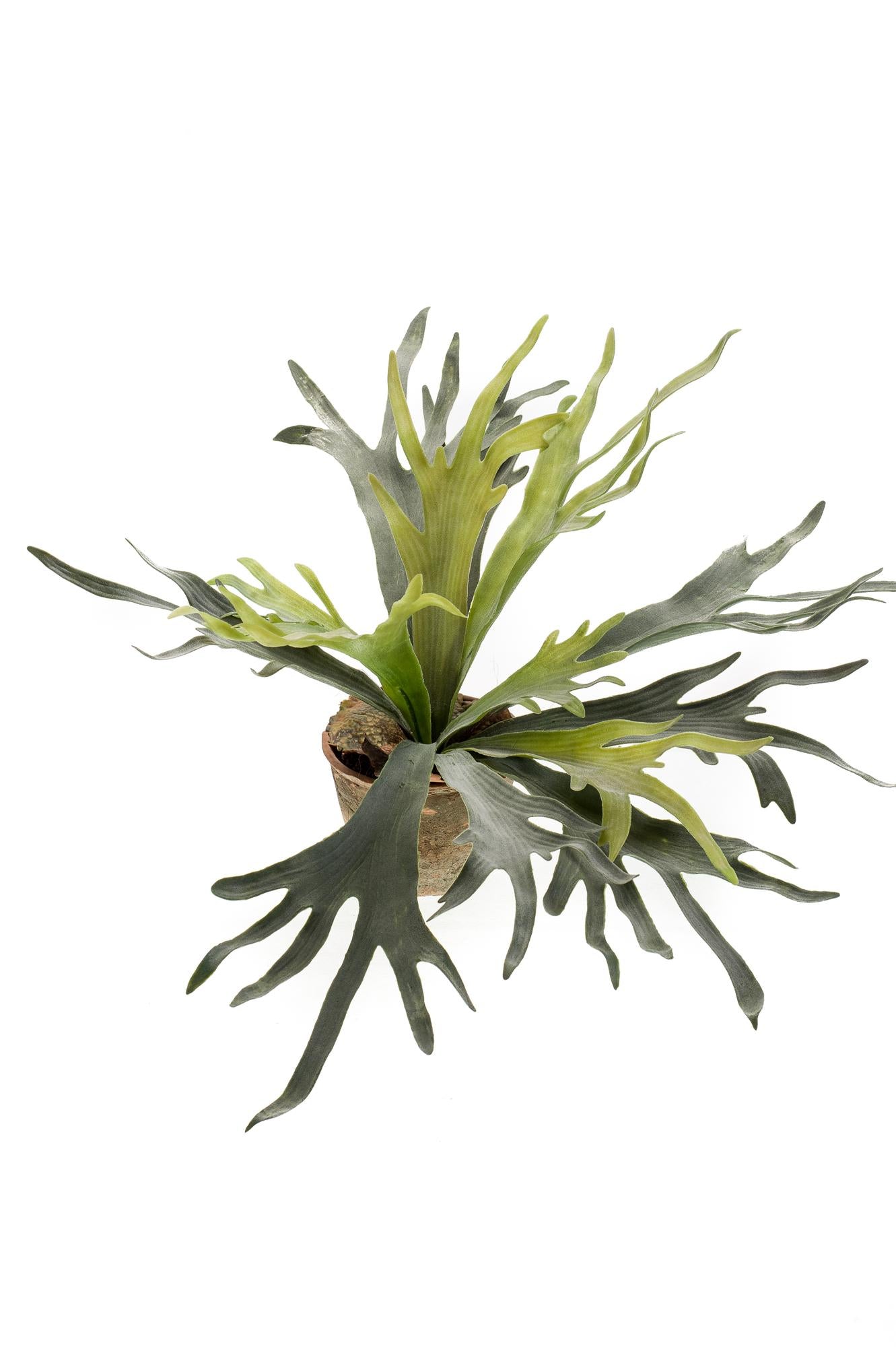 Kunstpflanze – Geweihfarn – 50 cm