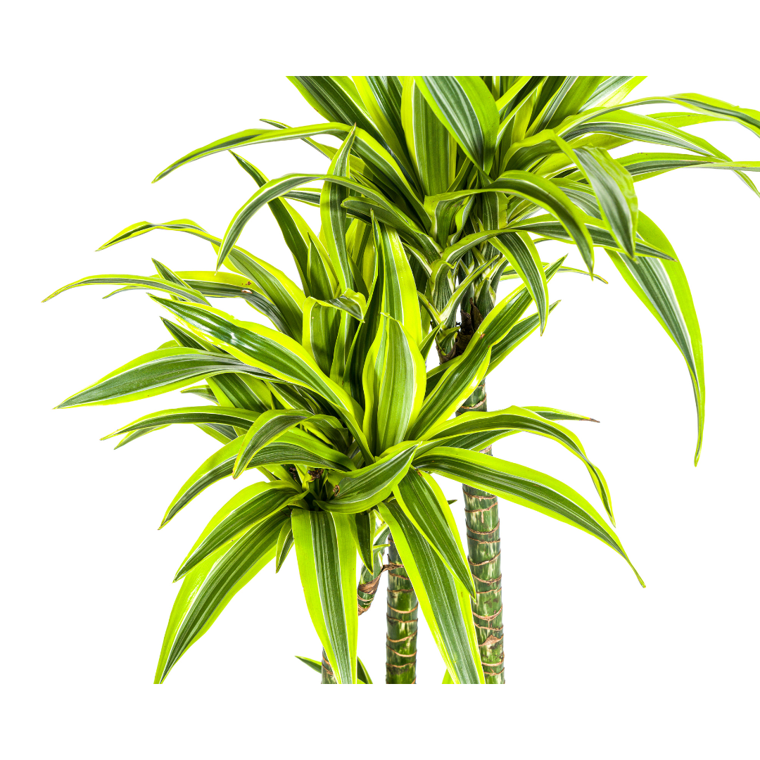 Dracaena deremensis Lemon Lime (Drachenbaum) Ø27 cm – ca. 170–190 cm