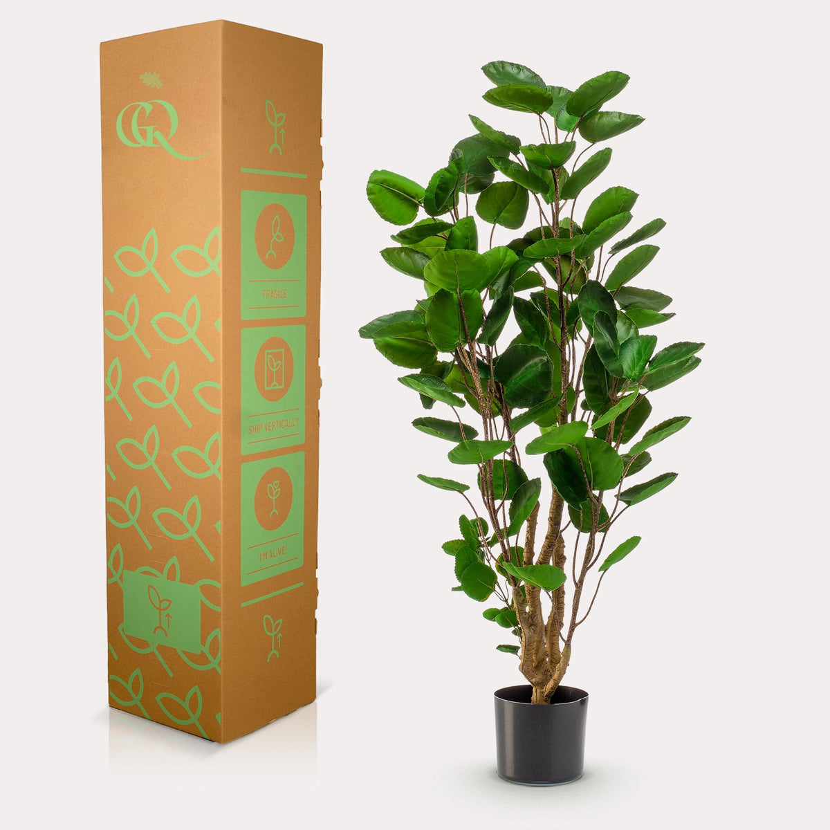 Kunstpflanze - Polyscias - Aralia